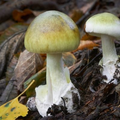Four die after eating poisonous mushrooms
